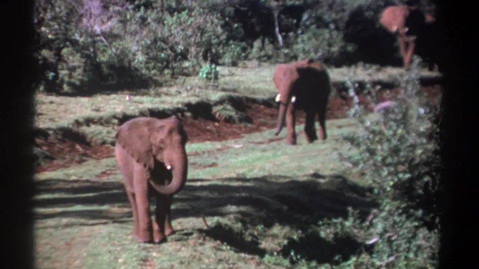 1969 Kenya 8mm frame showing one elephant closest to camera and two others behind it in a green, tree-lined clearing.