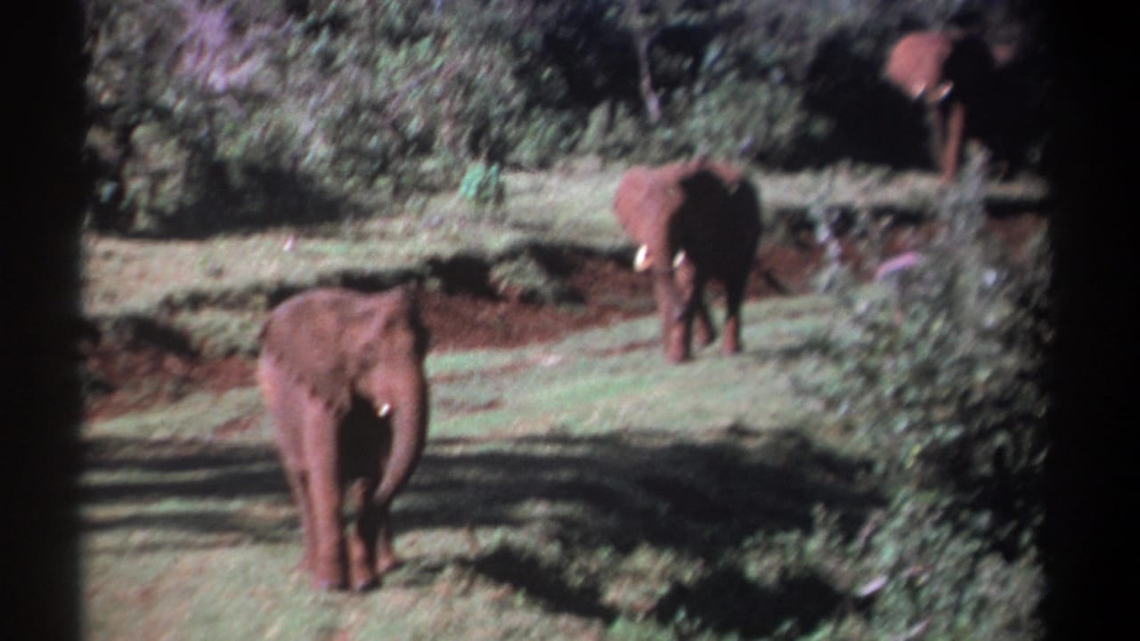 Three elephants in a grassy wooded clearing, with one closer to the camera and two farther back.
