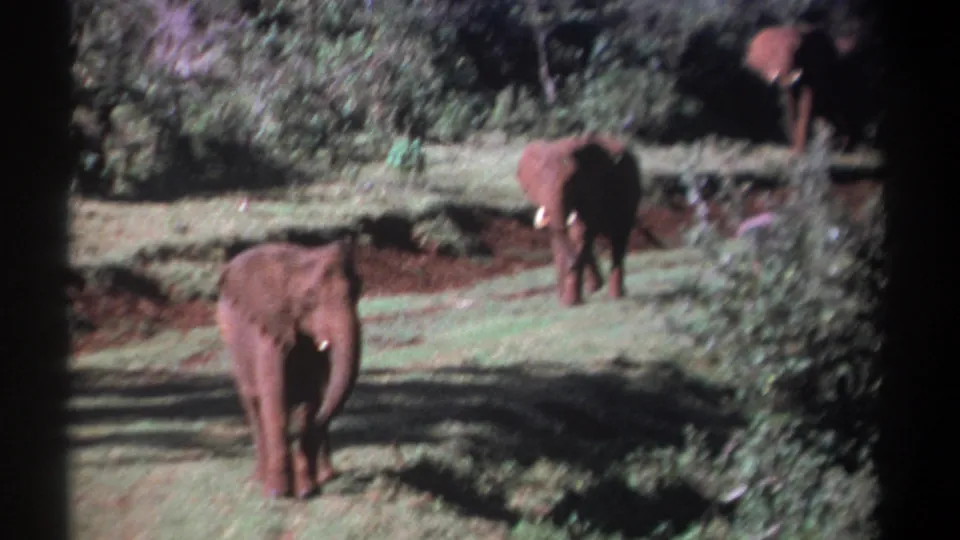 1969 Kenya 8mm frame showing three elephants in a sunlit grassy clearing bordered by dense shrubs and dark film edges.