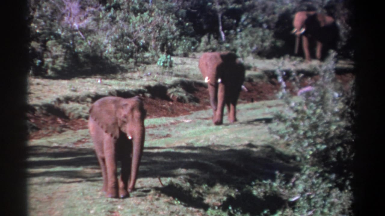 One elephant faces the camera while two others stand farther back near shrubs.