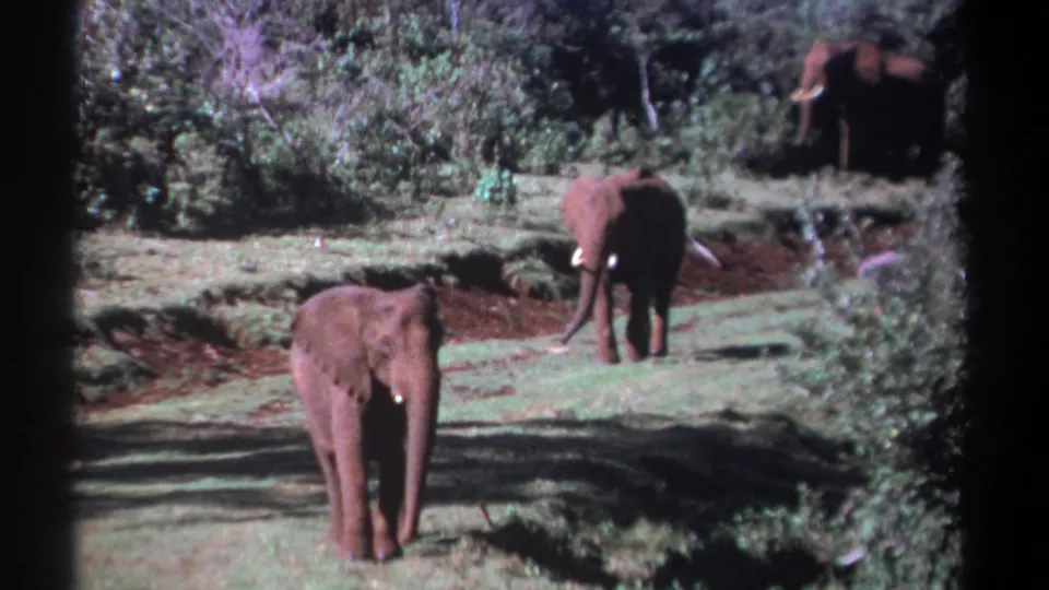 1969 Kenya 8mm wildlife view of three elephants spaced through a grassy clearing with shrubland behind them.