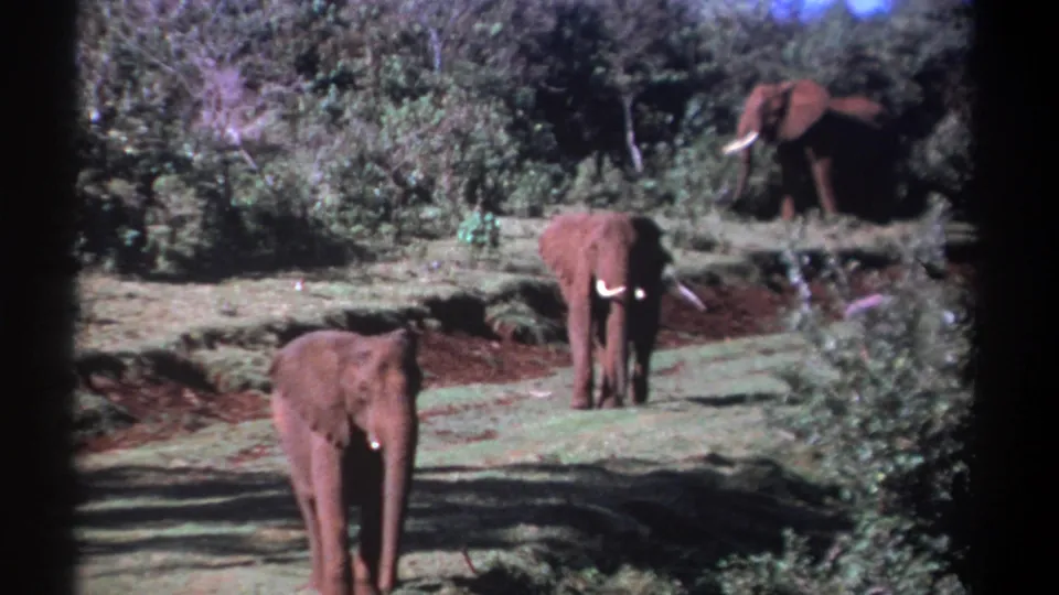 1969 Kenya frame with a foreground elephant in a clearing and another elephant partly obscured near the shrubs at upper right.