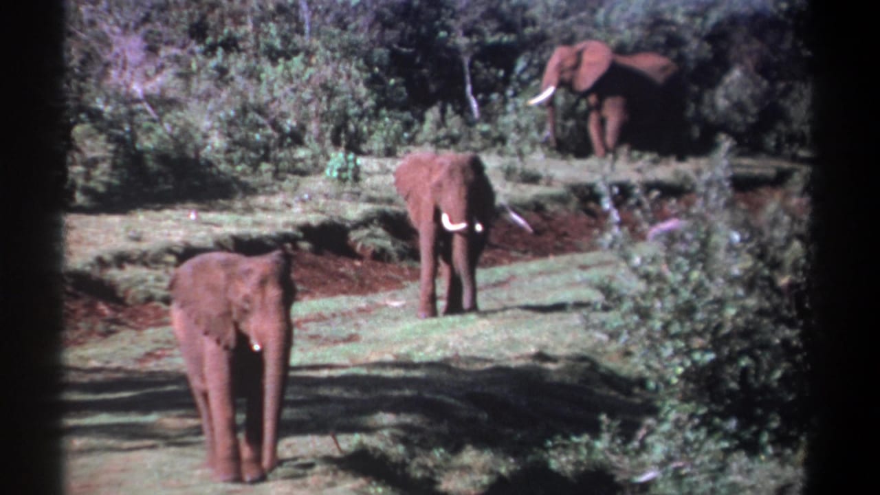 Three elephants with tusks stand in a grassy clearing bordered by trees and brush.