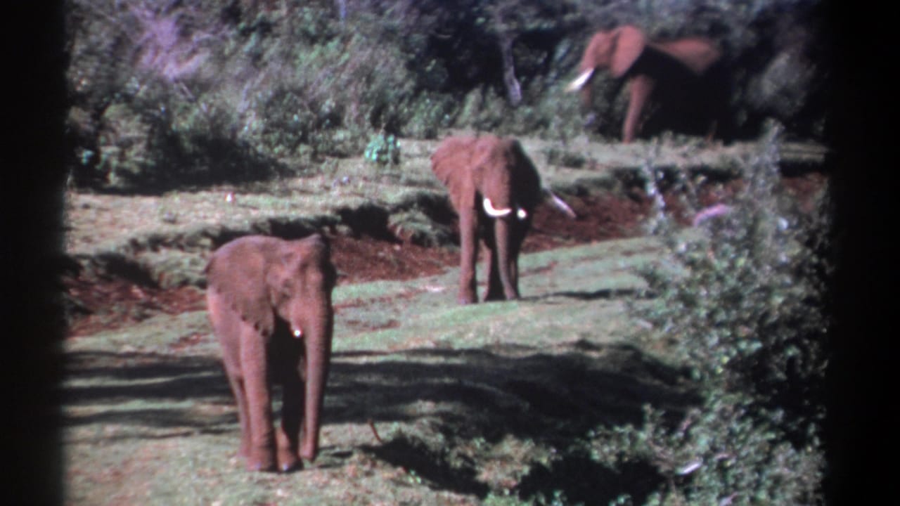 Three elephants stand apart in a grassy clearing, with brush and trees in the background.
