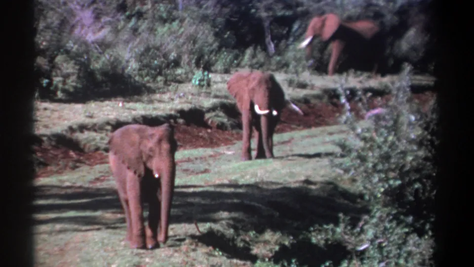 1969 Kenya 8mm frame of three elephants with visible tusks standing in a grassy clearing near a wooded edge.