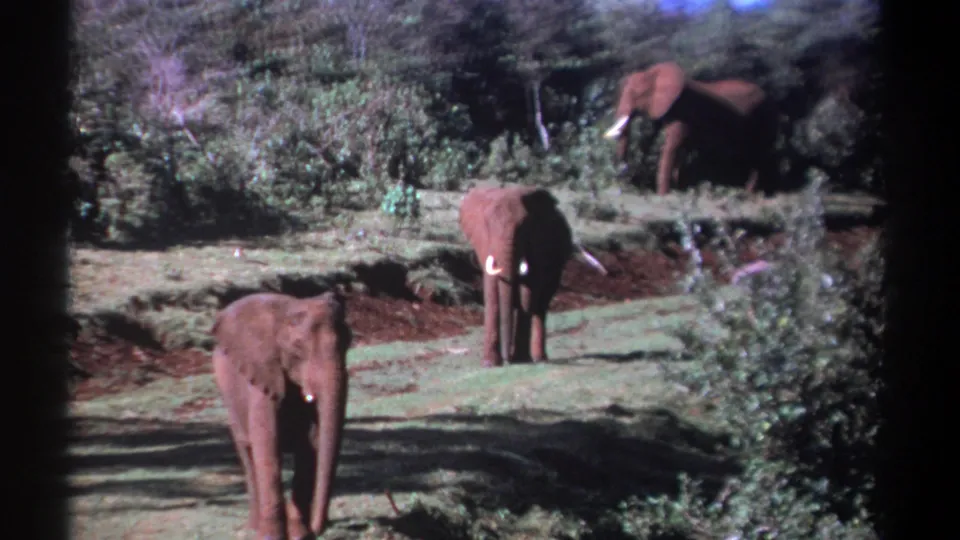 1969 Kenya 8mm frame showing three tusked elephants in a grassy clearing with brush, trees, and uneven sunlight.
