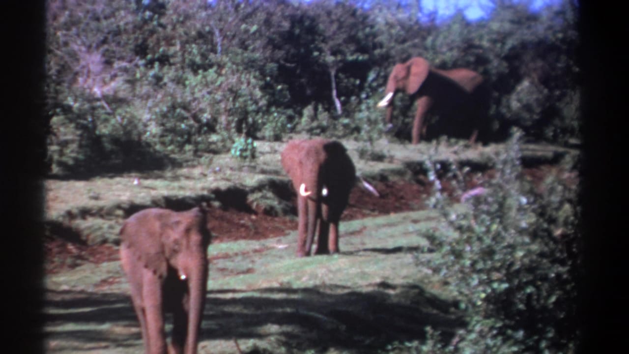 Three elephants stand and walk in a sunny wooded clearing.