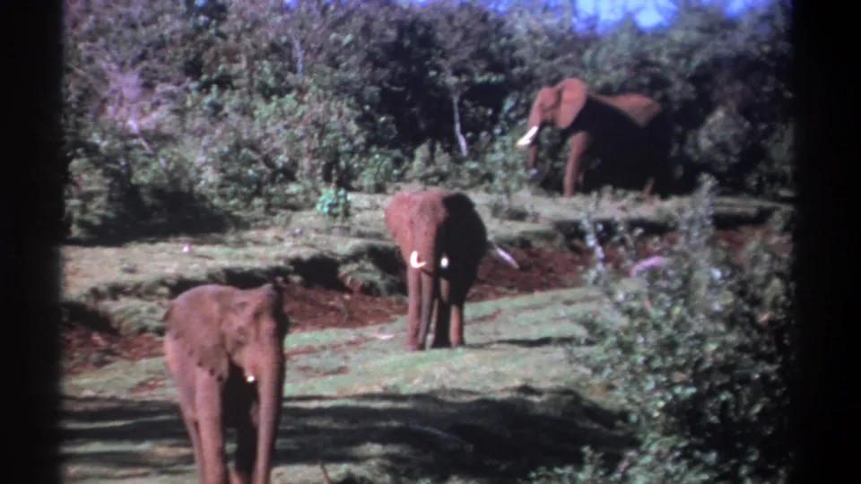 Three elephants are visible in a sunlit Kenyan clearing on 1969 8mm film, with trees and brush around them.