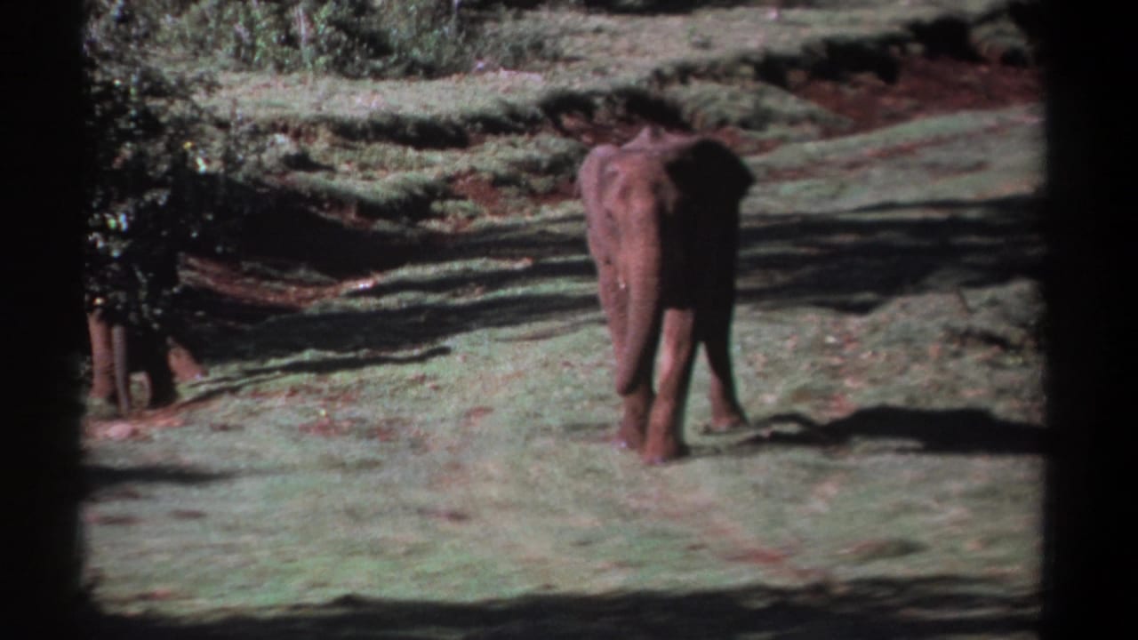 One elephant walks away across grass near shaded trees.