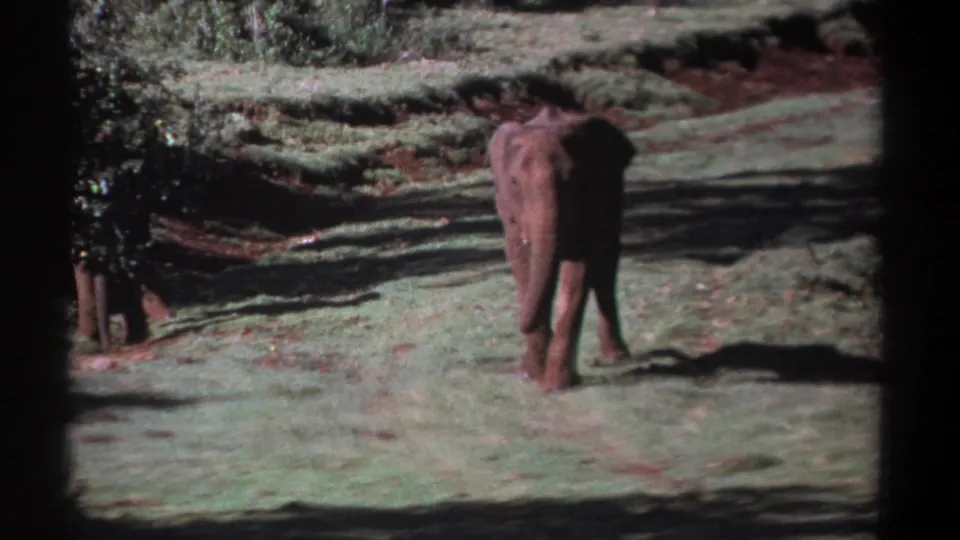 A single elephant walks away through a bright Kenyan wooded clearing, with shadowed trees along the edge of the frame.