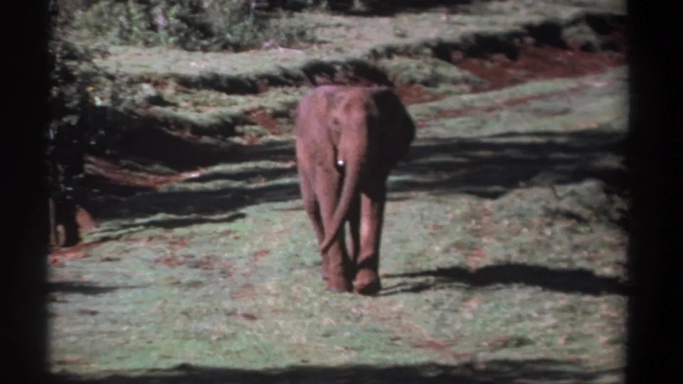 An elephant walks toward the camera in a Kenyan grassy clearing, framed by trees and the soft look of 1969 8mm film.