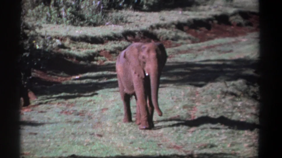 One elephant faces the camera in a sunlit Kenyan clearing, with dense trees and vintage 8mm grain visible around the frame.