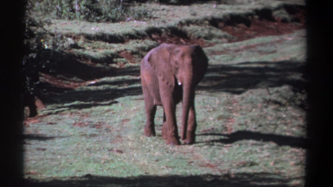 Young elephant standing in a grassy field with reddish soil and shadowed vegetation.