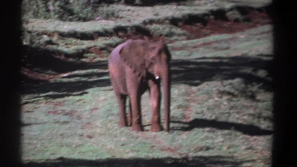 Young elephant in 1969 Kenya footage stands in a sunlit clearing, with green ground cover, reddish earth, and shaded vegetation behind it.