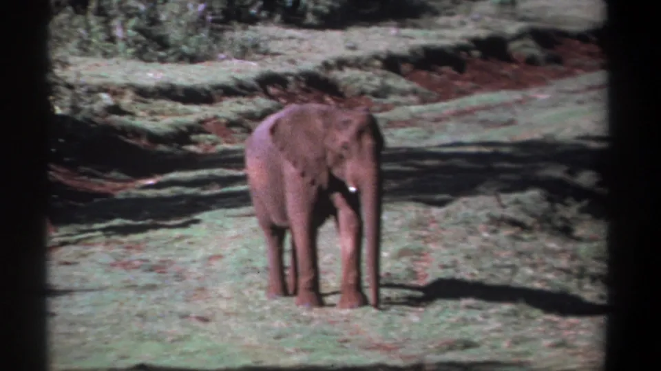 Young elephant stands calmly in a grassy Kenyan clearing, framed by soft 8mm grain, background brush, and bands of shadow.