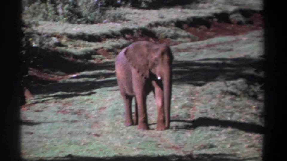 Young elephant remains in the clearing in 1969 Kenya home-movie footage, surrounded by grass, reddish soil patches, and dark contact-sheet borders.