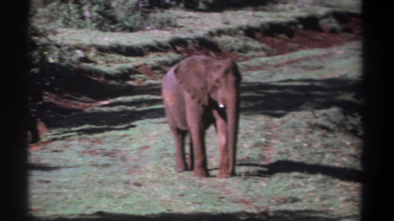Single elephant standing in a sunlit grassy field with shrubs behind it.