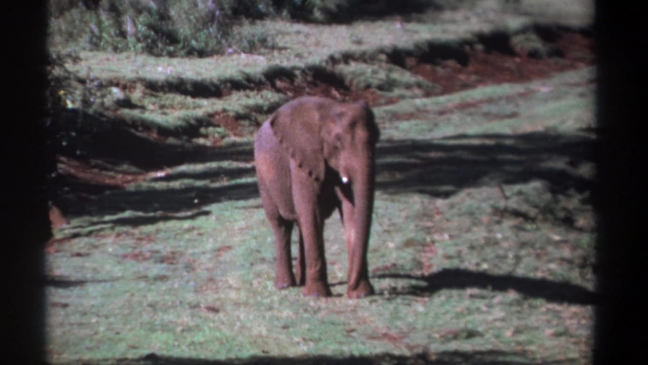 Elephant standing in a bright open field with low vegetation behind it.