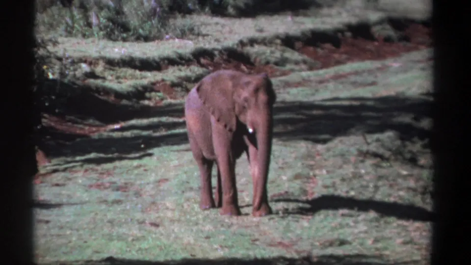 A lone elephant faces the camera in 1969 Kenya footage, standing in bright grass with low shrubs and dark tree shade beyond.