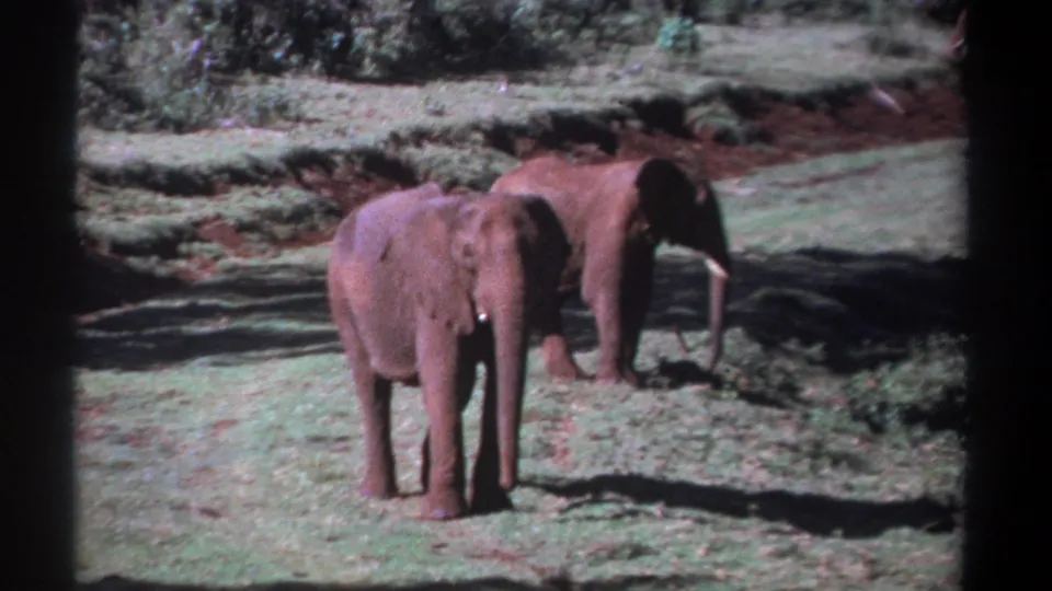Two elephants appear in a 1969 Kenya 8mm frame, with one facing forward in the foreground and another partly behind to the right.