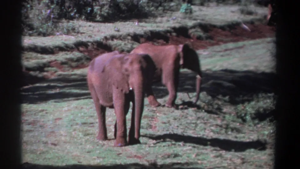 In the final 1969 Kenya frame, two elephants stand in sunlit grass, with the nearer elephant facing forward and the second turned sideways.