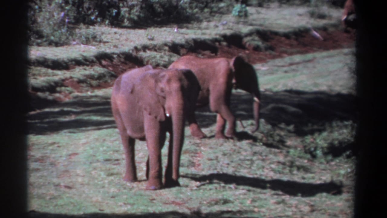 Two young elephants in a grassy clearing, one facing the camera and one turned away.
