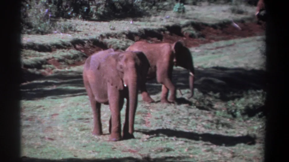 1969 Kenya 8mm frame showing two young African elephants in a sunlit grassy clearing, with one facing the camera and the other angled away.