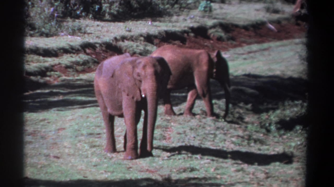 One elephant faces forward while another walks to the right across grass.