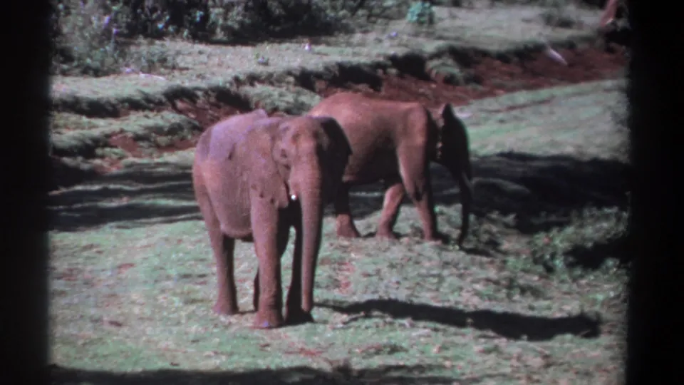 1969 Kenya 8mm frame with a young elephant facing the camera as a second elephant moves rightward through the clearing.