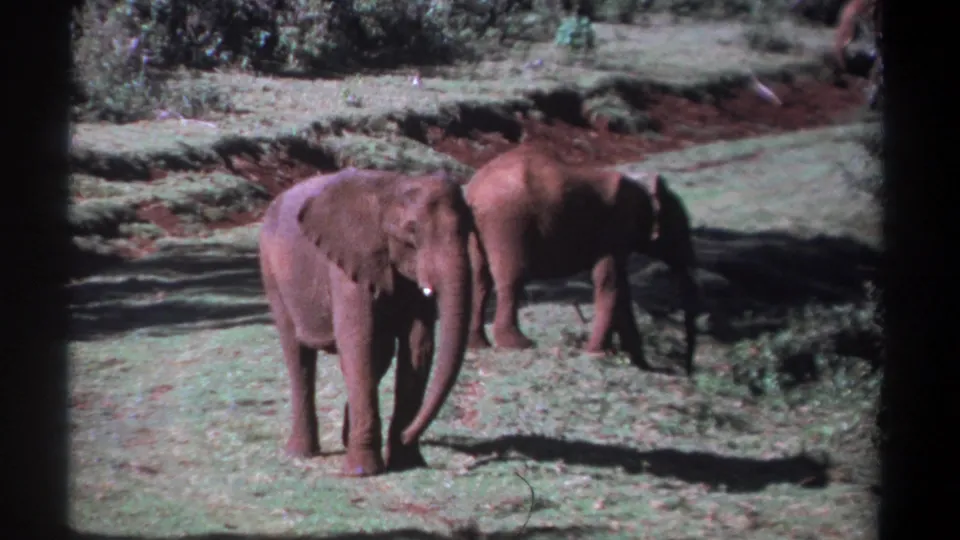 1969 Kenya 8mm frame showing one young elephant near the foreground and a second elephant partly behind it in the clearing.
