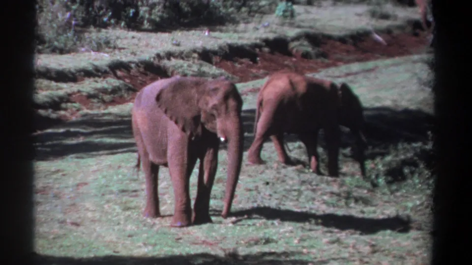 1969 Kenya 8mm frame showing two young elephants in grass, one still facing forward as the other walks away to the right.