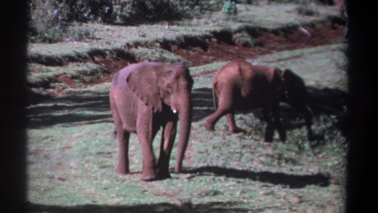 Two elephants stand on grassy ground, with the nearer elephant facing the camera.