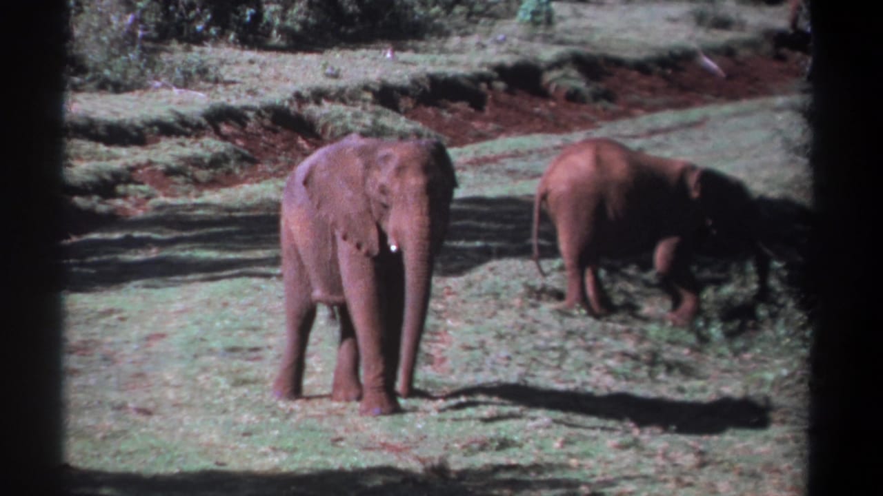 One elephant faces forward while another stands to the right near brush.