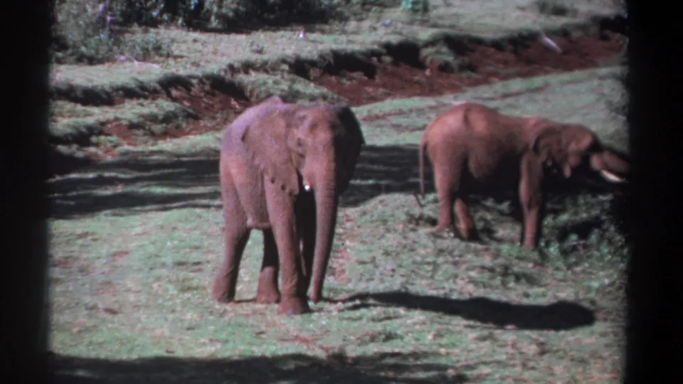 Kenya 1969 8mm frame of two elephants, with the front animal facing the camera and the rear animal near low vegetation.