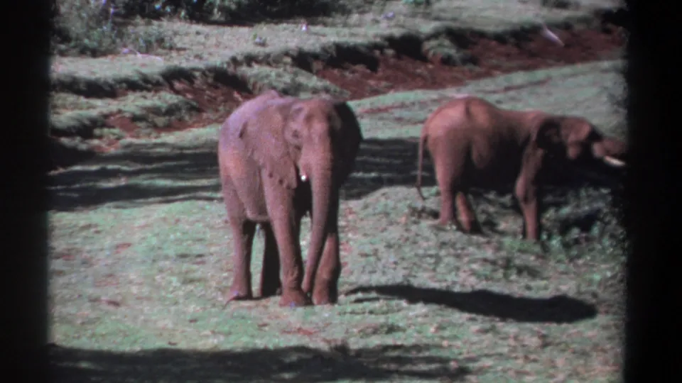 1969 Kenya frame showing two elephants in bright sun, the nearer one facing the camera and the other turned sideways in the background.