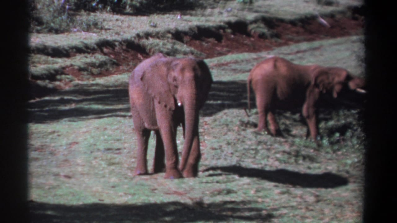 Two elephants stand in a grassy open area with scrub and dark film borders.