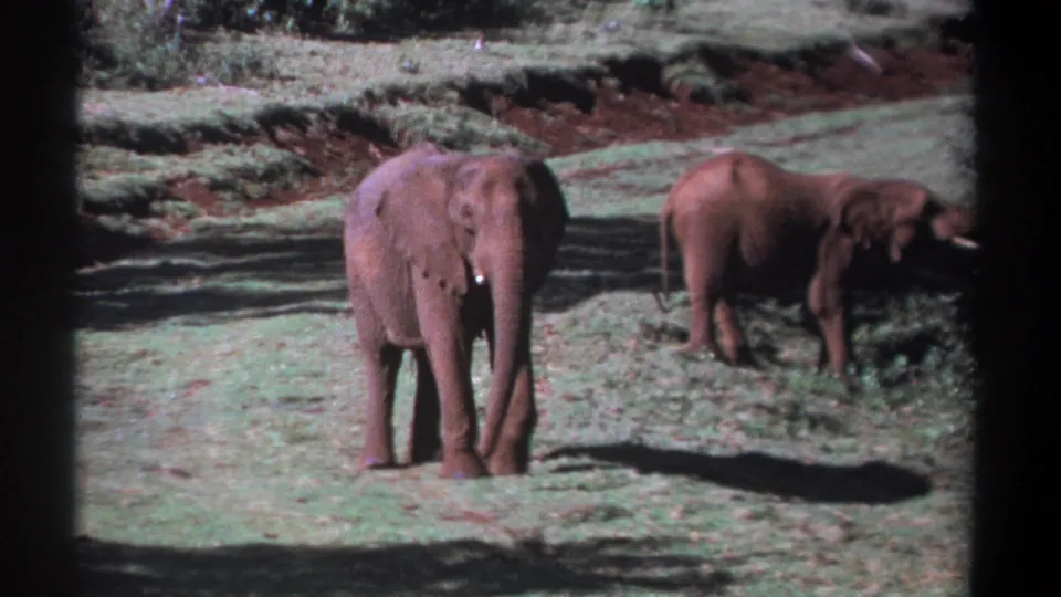 1969 Kenya 8mm frame showing one elephant facing the camera while another stands nearby in a sunlit grassy landscape.