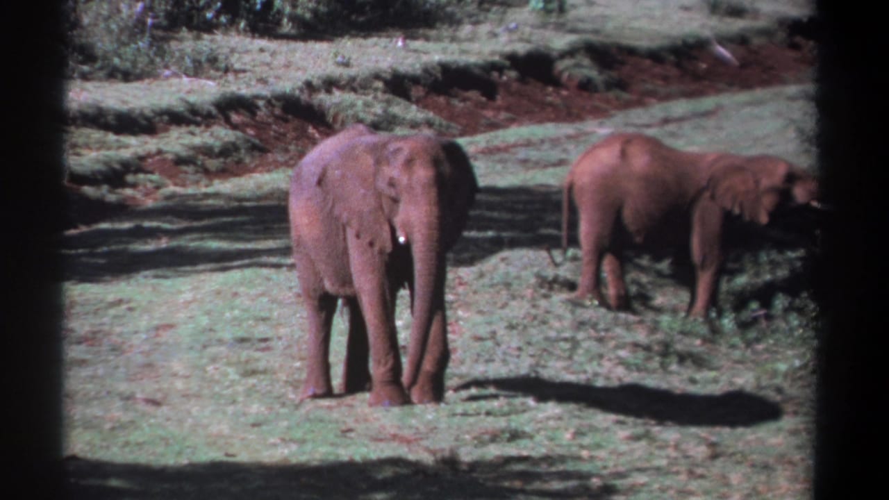One elephant faces forward while another stands to the right near scrub.