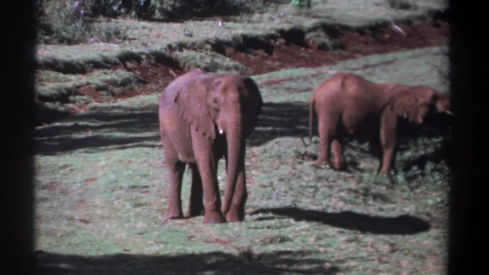 1969 Kenya home-movie frame of two elephants in open grassland, with the nearer elephant facing the camera.