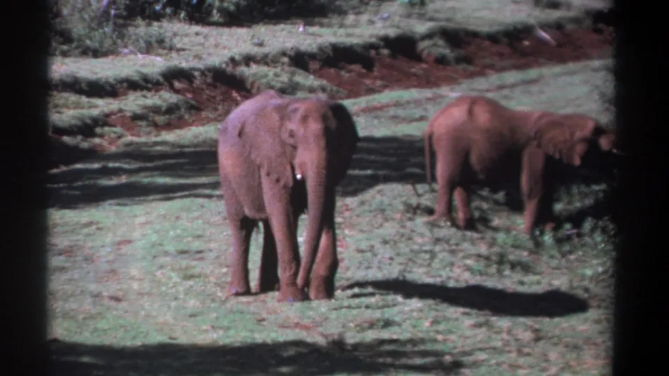 1969 Kenya 8mm still with two elephants in a bright grassy clearing, one centered and one grazing or standing to the right.