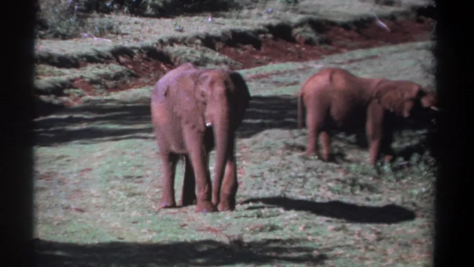 1969 Kenya frame showing two elephants in a sunlit savanna-like setting, with soft 8mm color and dark projection borders.