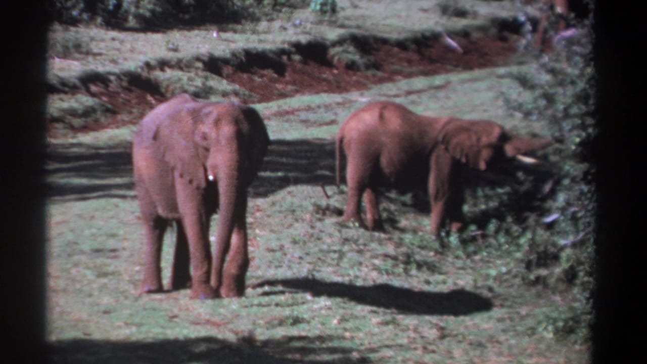 1969 Kenya 8mm frame showing two elephants in open grass, the left one facing the camera and the right one reaching into a leafy bush.