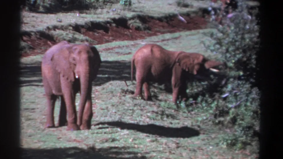 1969 Kenya wildlife frame with a larger elephant facing forward and a second elephant using its trunk near a bush.