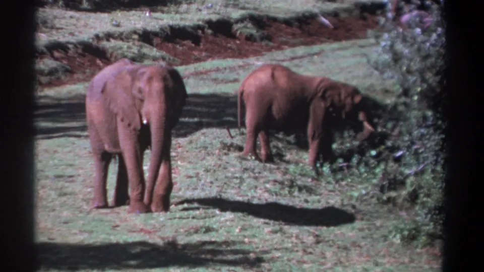 1969 Kenya 8mm frame of two elephants on dry grass, with one standing still and the other partly turned into nearby foliage.