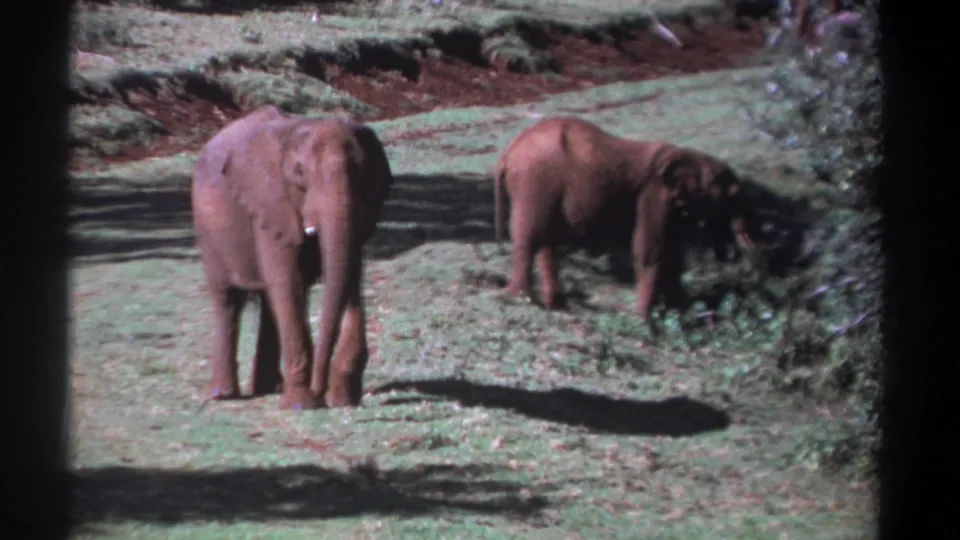 Late-1960s Kenya home-movie frame showing two elephants beside brush, with visible 8mm borders and soft color.