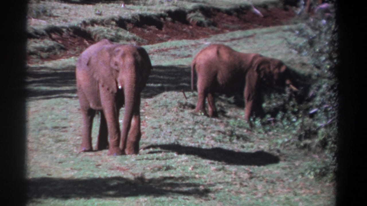 Two elephants on grassy ground, one facing the camera and one feeding near bushes.