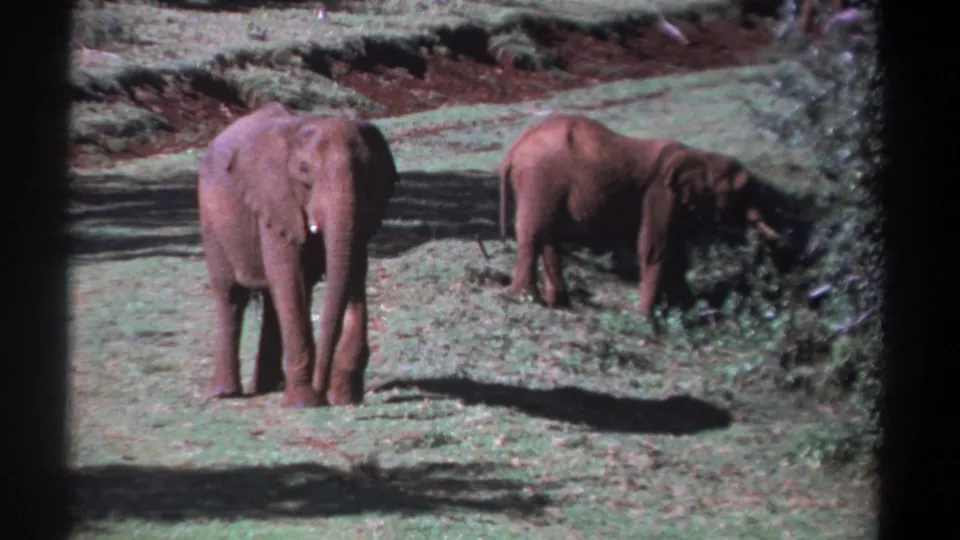 In Kenya 1969 home-movie footage, two elephants stand on sunlit grass, with one facing the camera and another grazing beside bushes.