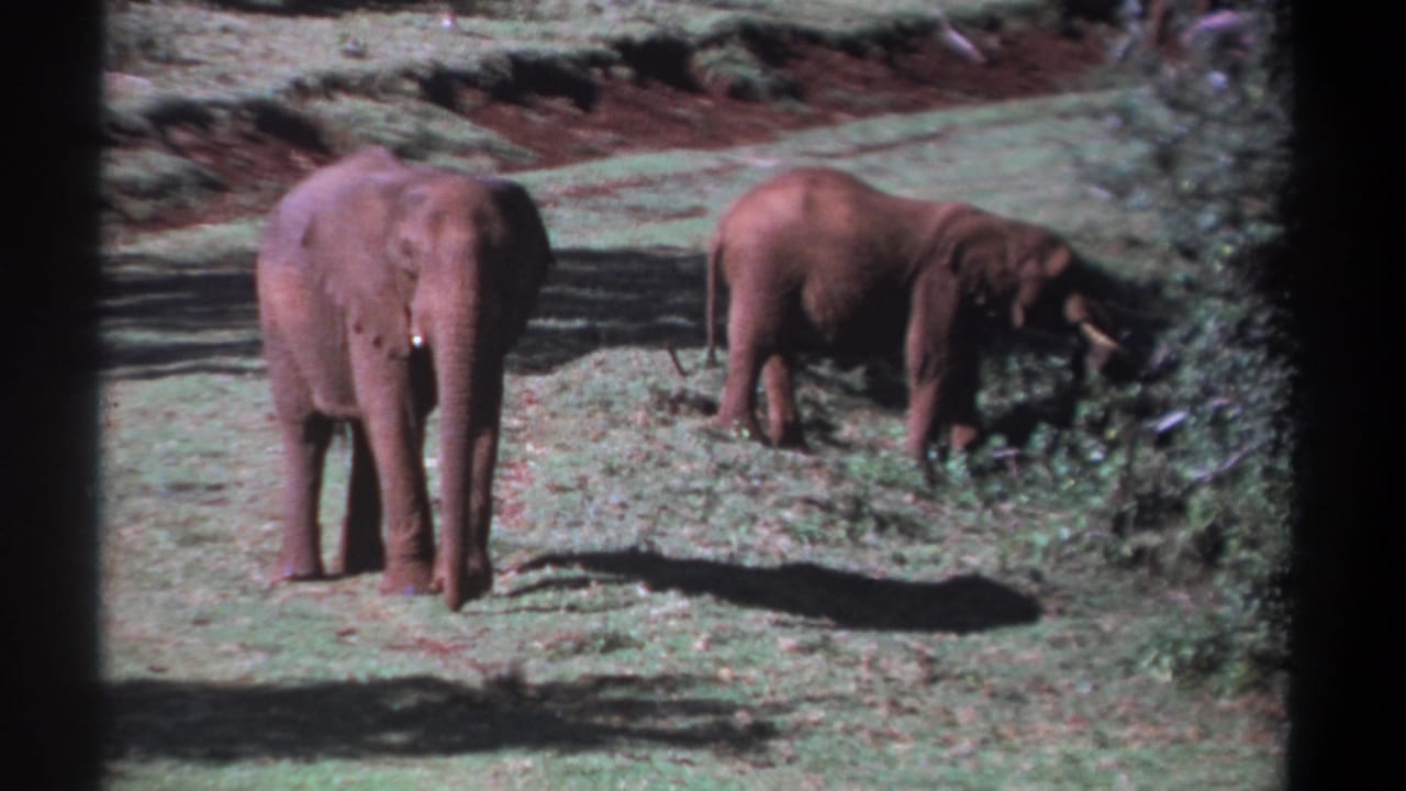 Two elephants in bright daylight, with one standing front-on and the other beside shrubs.