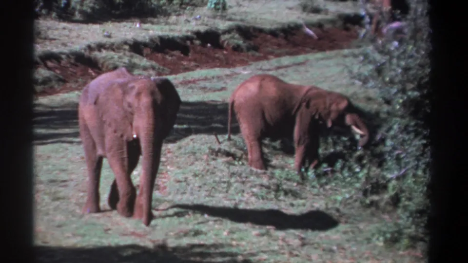 Kenya 1969 home-movie frame with one elephant turned away in the foreground and another feeding at the edge of dense bushes.
