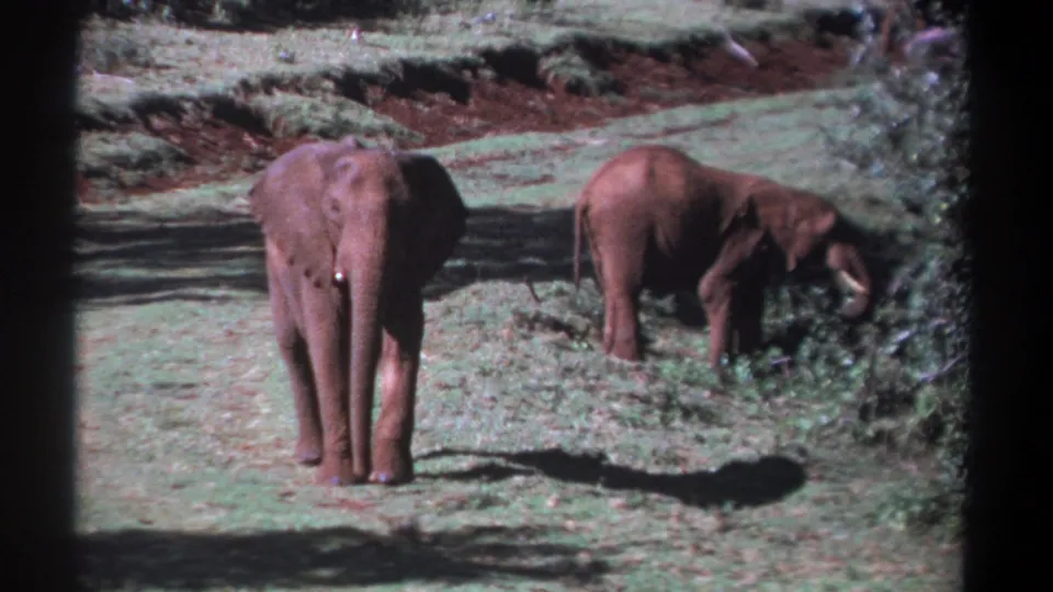 In a 1969 Kenya 8mm frame, two elephants remain on sunlit grass, with one facing the camera and the other partly screened by bushes.